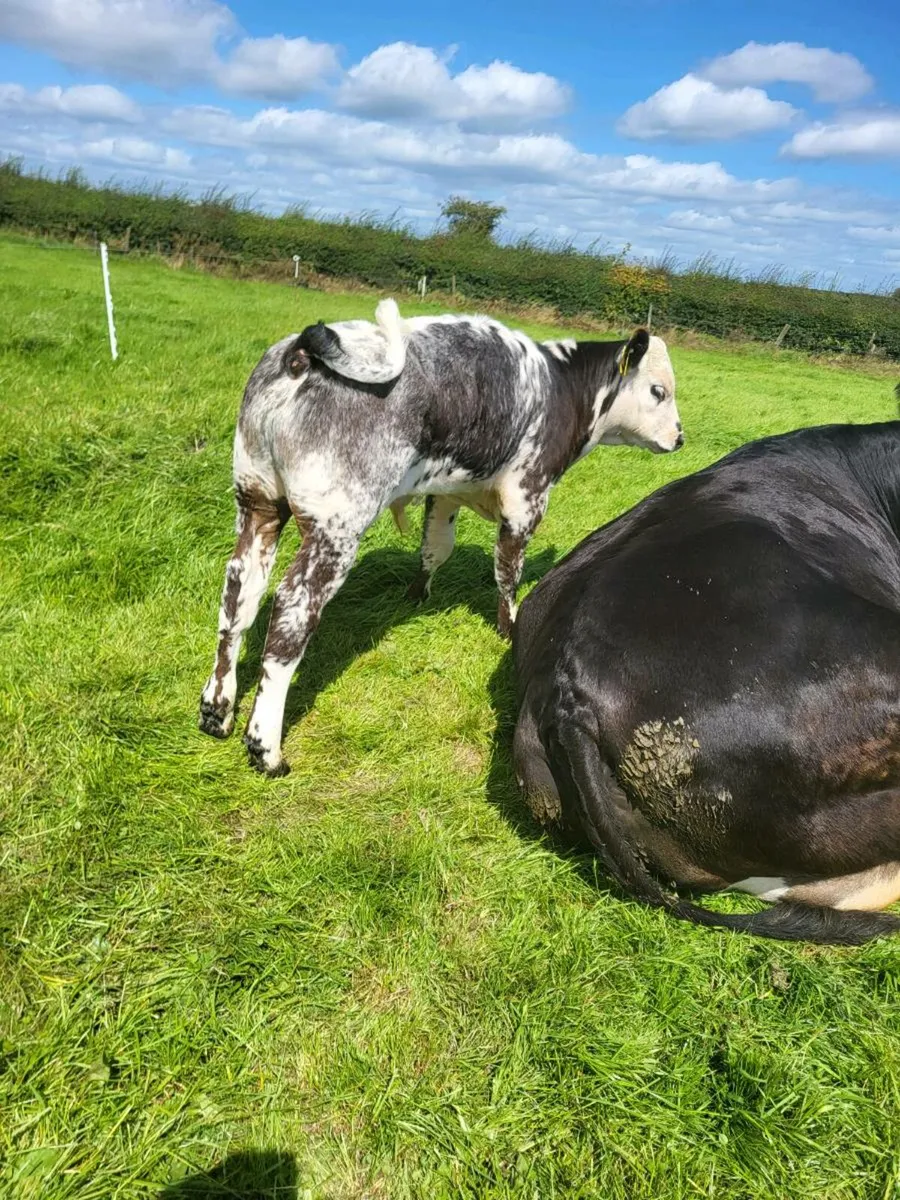 Cow &calf - Image 1