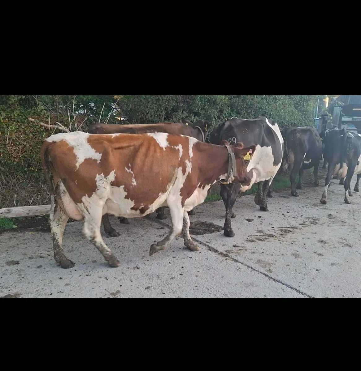 Milking cows - Image 2