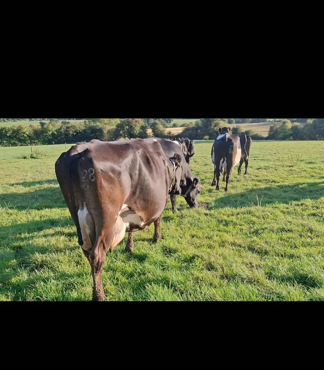 Milking cows - Image 3