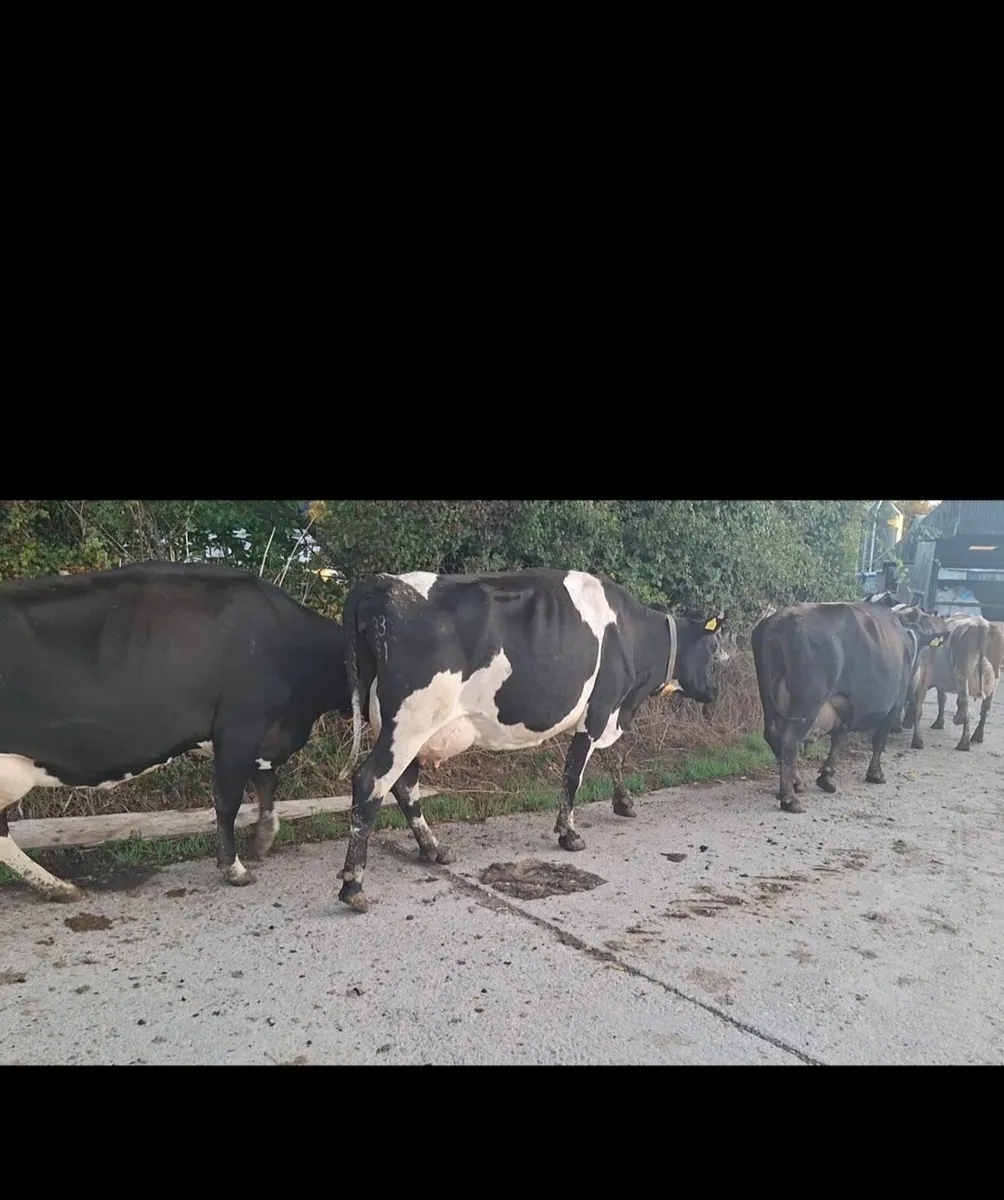 Milking cows - Image 4