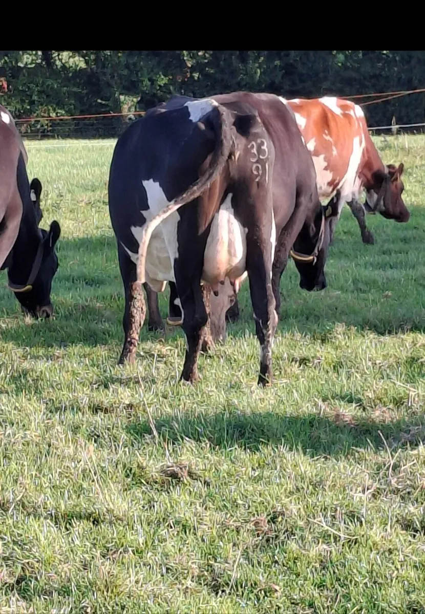 Milking cows - Image 1