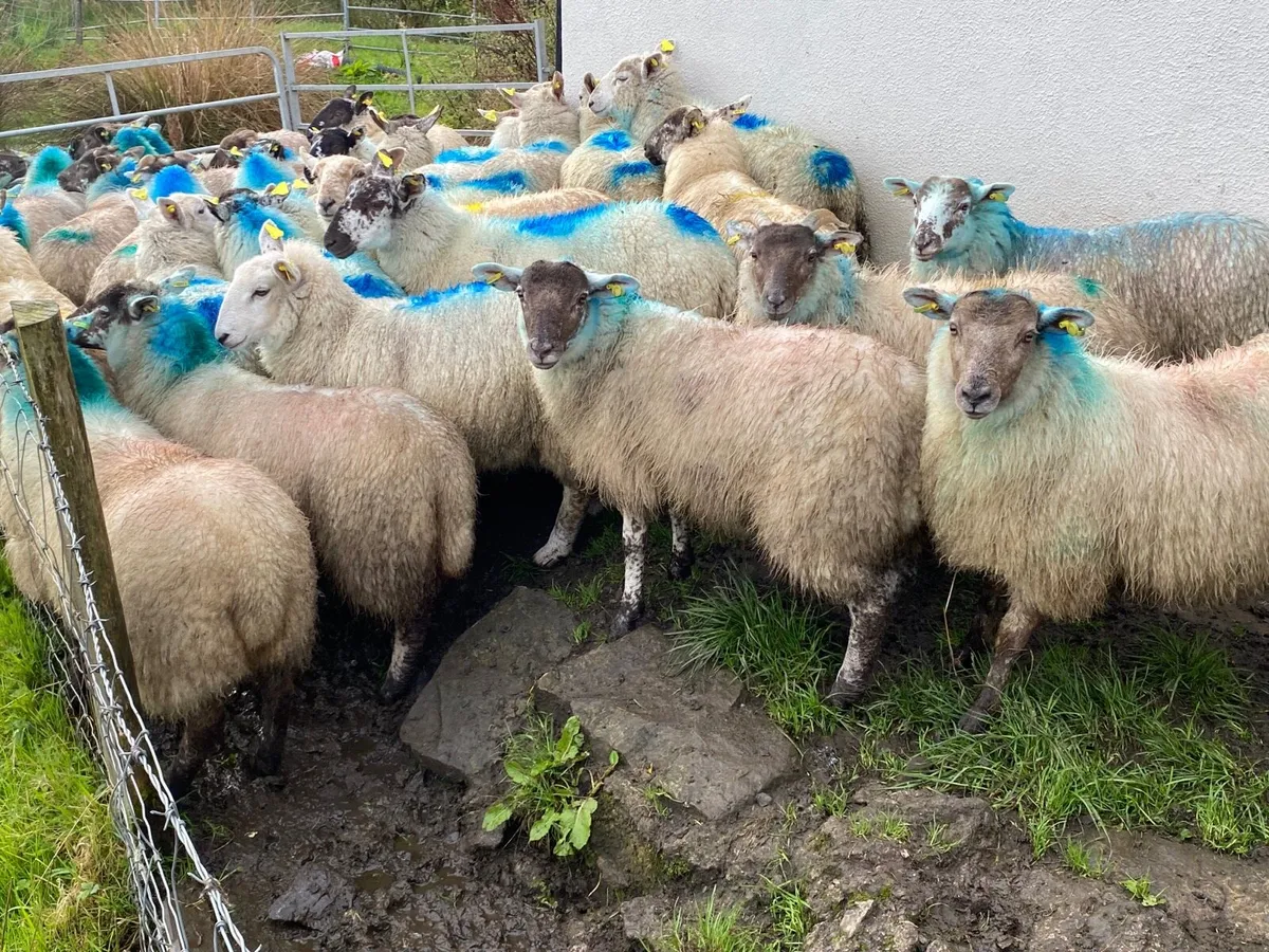 30 Super Ewe Lambs - Image 1