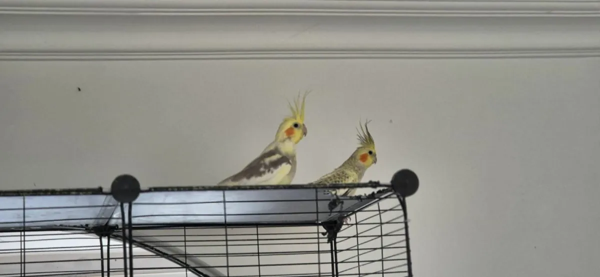 birds - Image 1