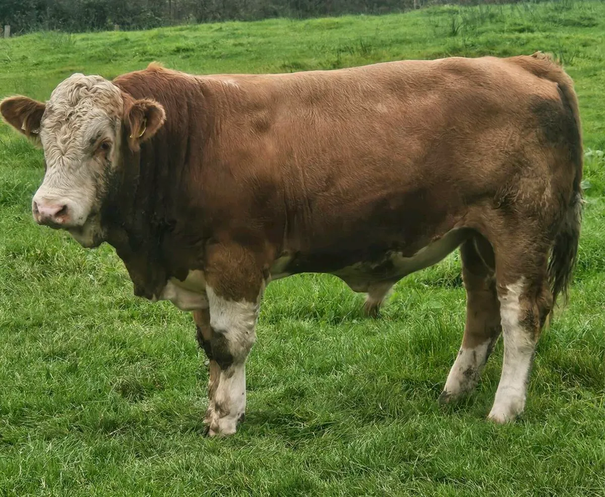 2 Simmental PBR Bulls - Image 1