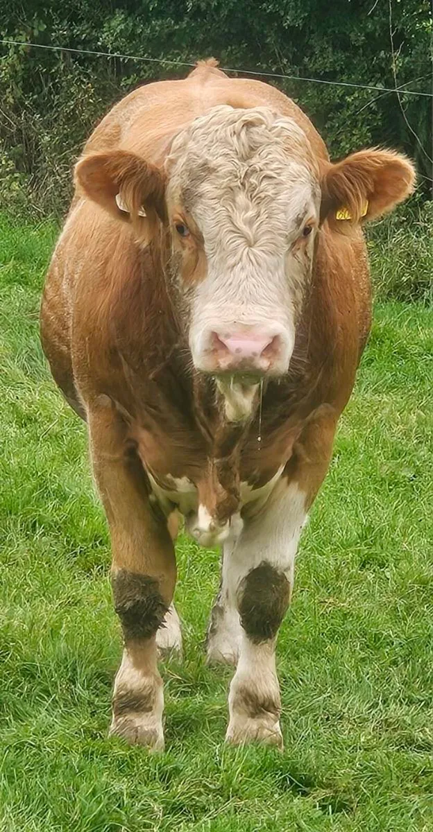 2 Simmental PBR Bulls - Image 2