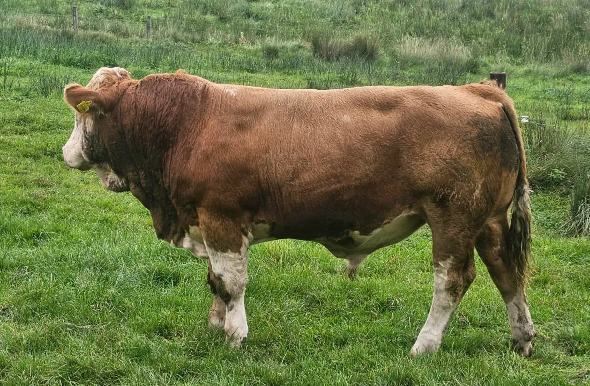 2 Simmental PBR Bulls - Image 3