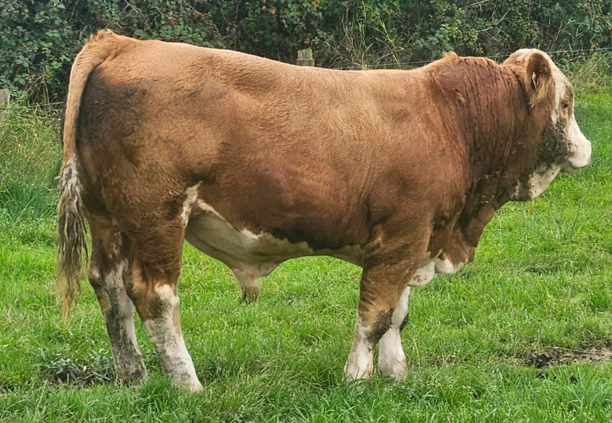 2 Simmental PBR Bulls - Image 4