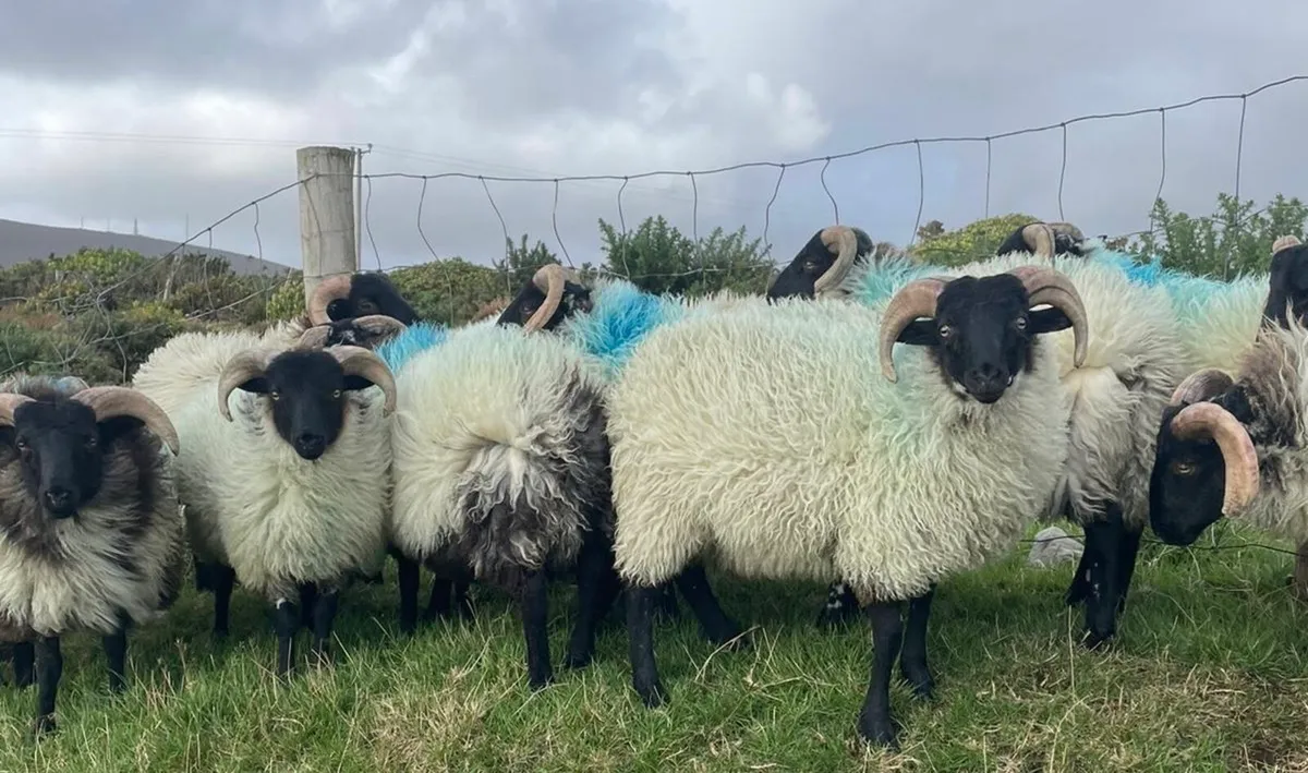 Mayo Ram Lambs - Image 1