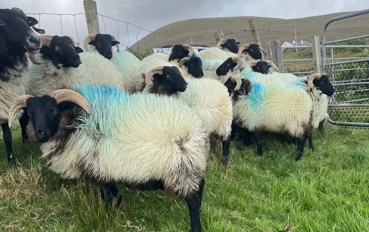 Mayo Ram Lambs - Image 2