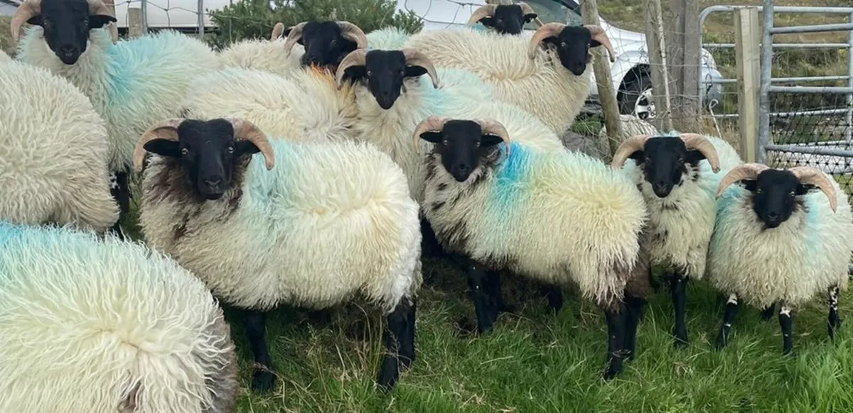 Mayo Ram Lambs - Image 3