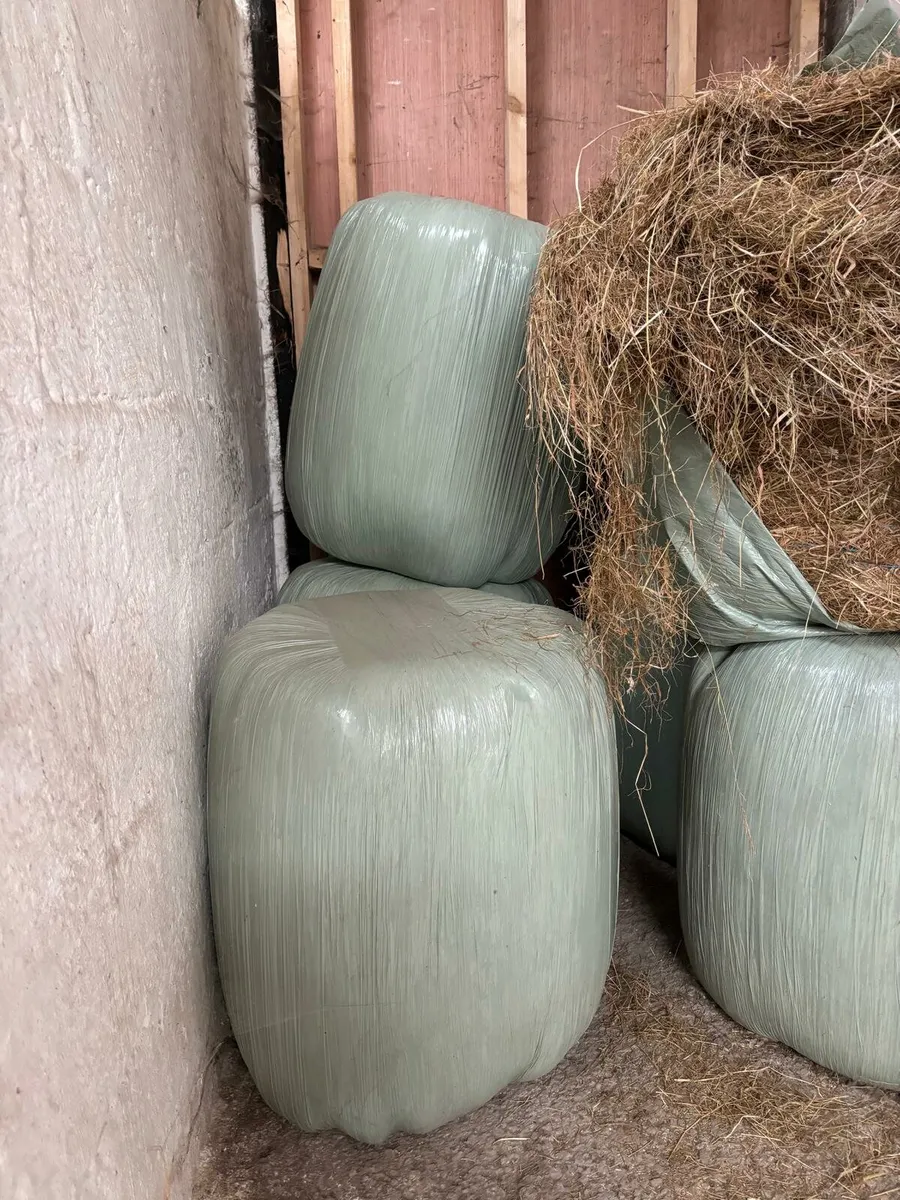 Haylage for sale - Image 2