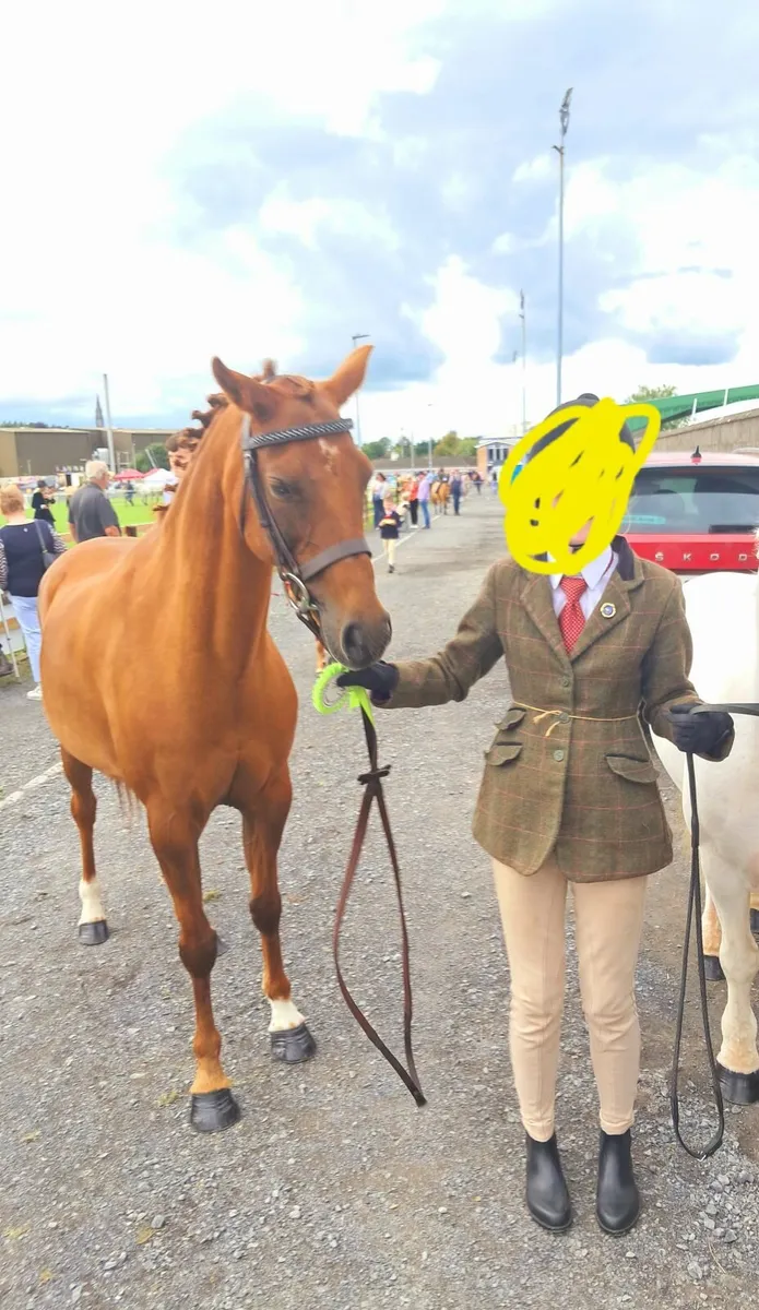 Pony - Image 1