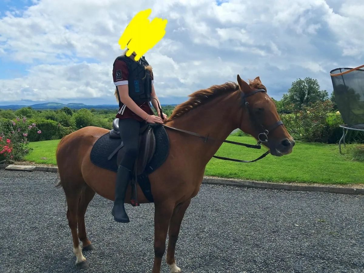 Pony - Image 3