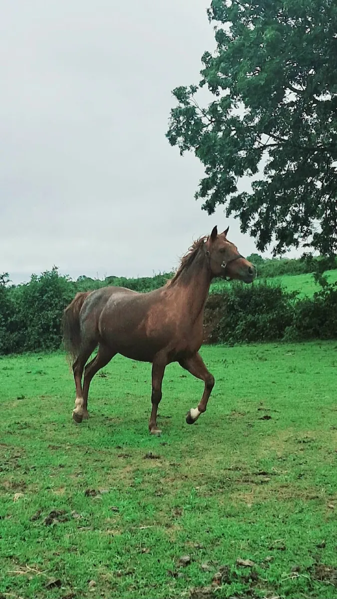 Pony - Image 4