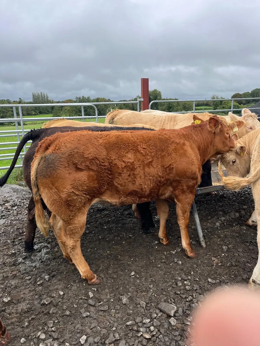 Heifers for Carrigallen - Image 1