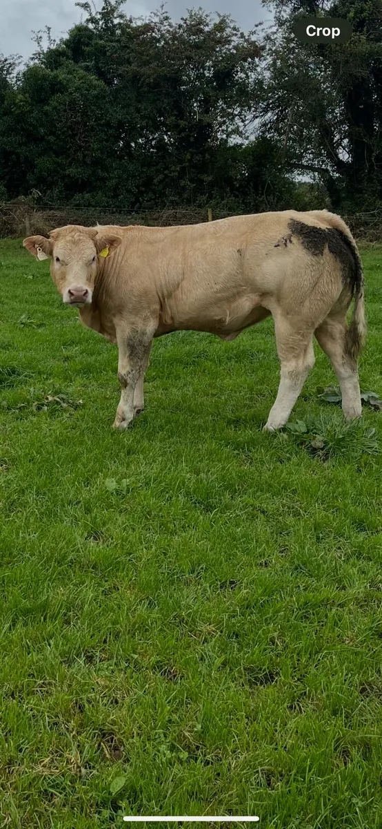 Heifers for Carrigallen - Image 2