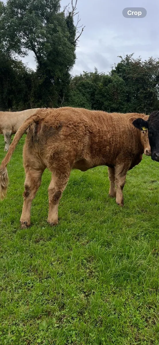 Heifers for Carrigallen - Image 3