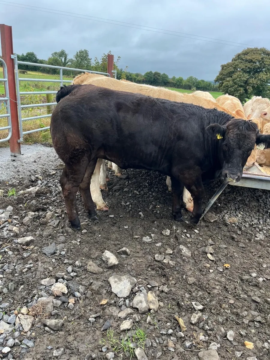 Heifers for Carrigallen - Image 4