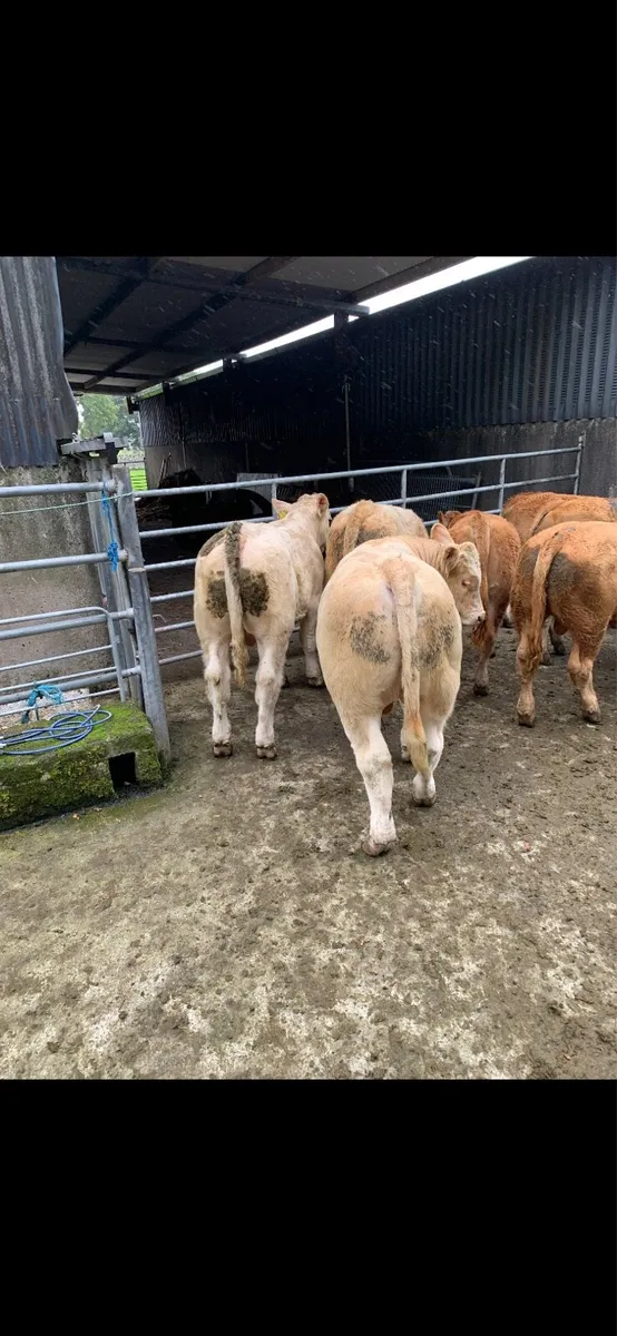 Weanling bulls - Image 1