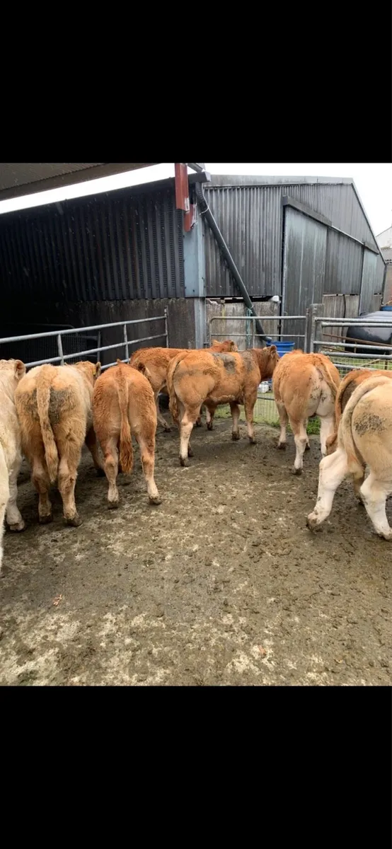 Weanling bulls - Image 2