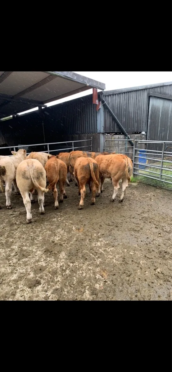 Weanling bulls - Image 4