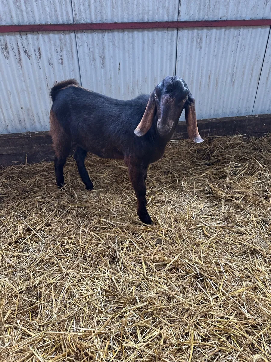 Pure bred Anglo Nubian billy kid - Image 1