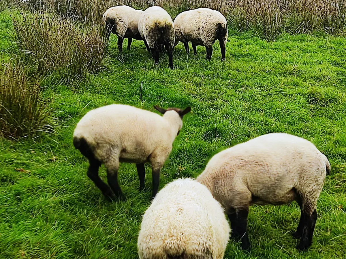 Sheep - Image 2