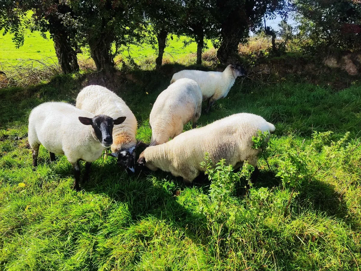 Sheep - Image 3