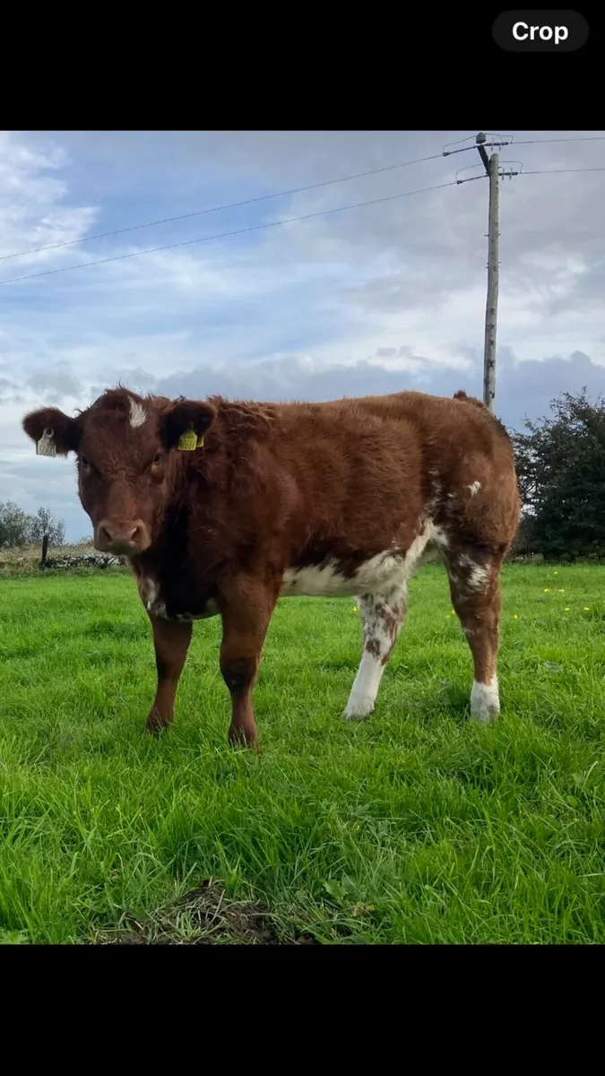 2 Belgian blue heifers - Image 1
