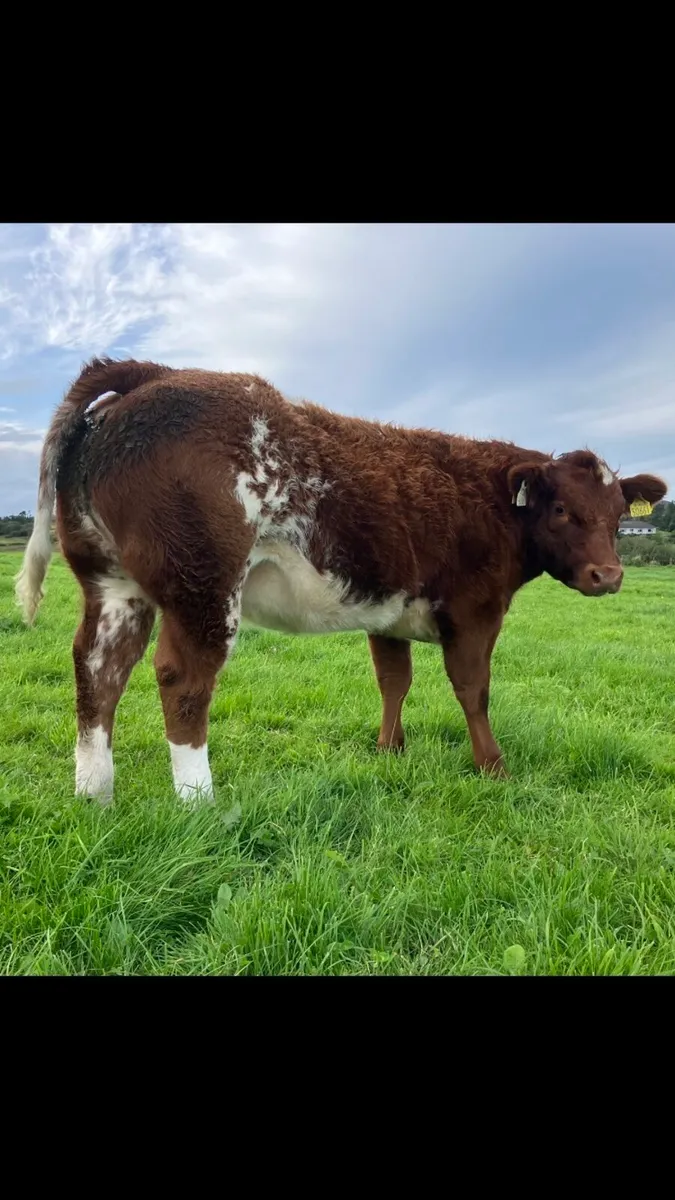 2 Belgian blue heifers - Image 2