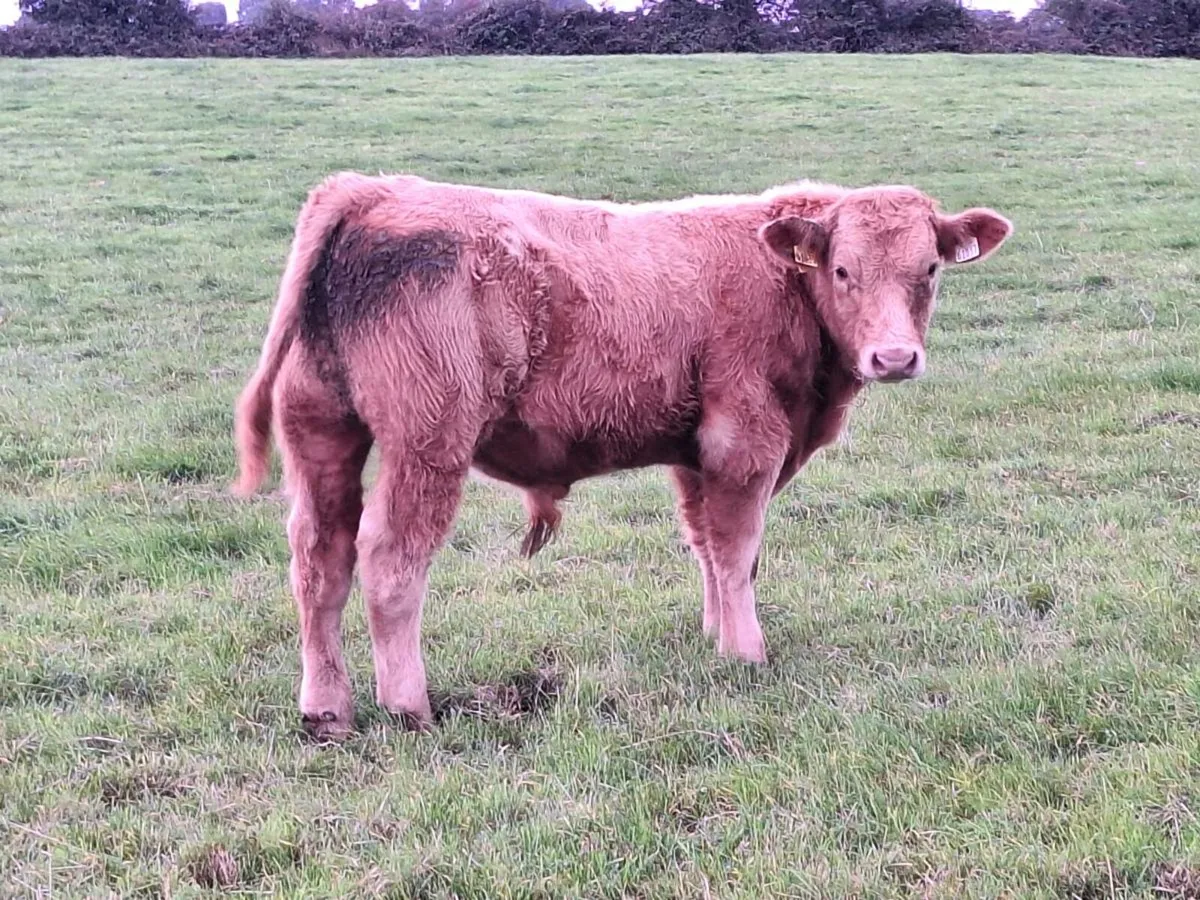 Tuam mart - Image 1
