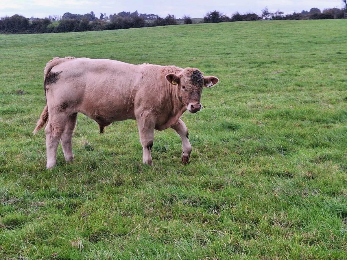 Tuam mart - Image 2