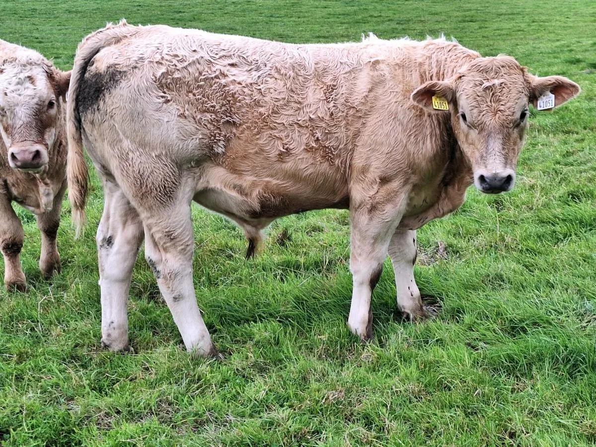 Tuam mart - Image 3