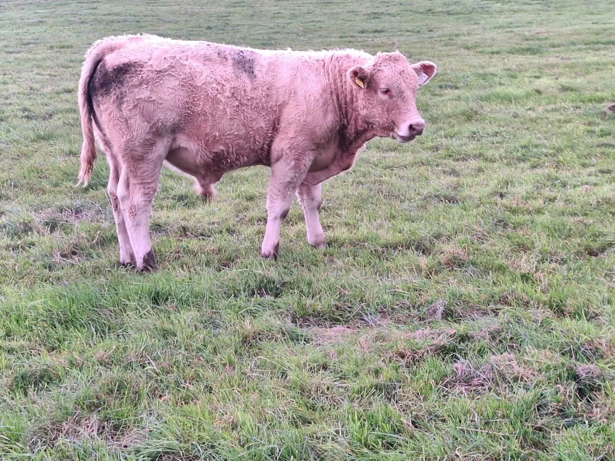Tuam mart - Image 4
