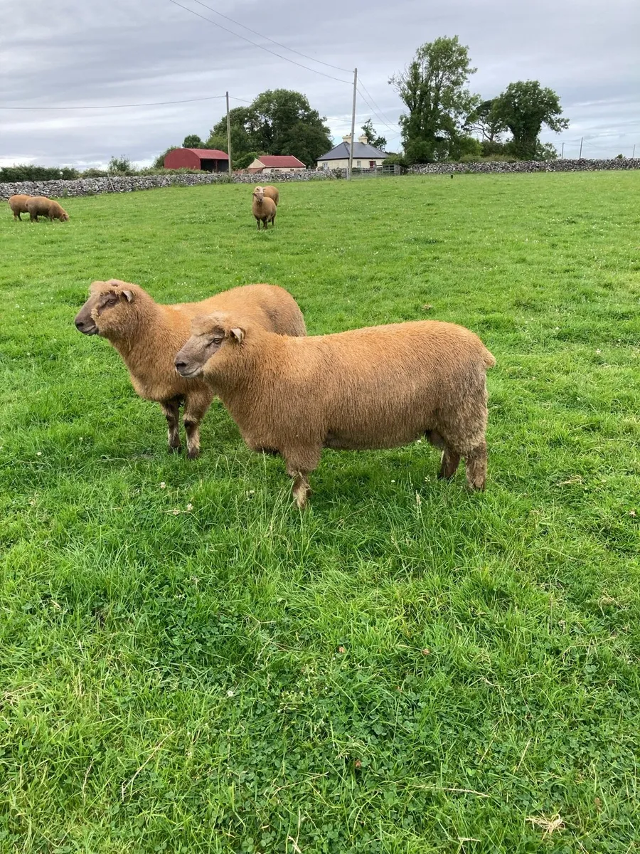 Selection of pedigree registered vendeen ram lambs - Image 1