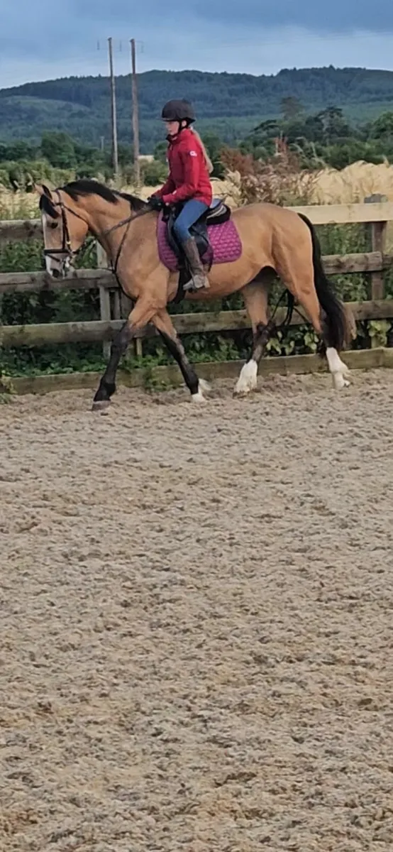 Showjumping pony - Image 1