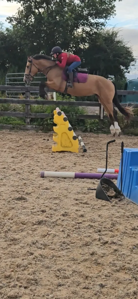 Showjumping pony - Image 2