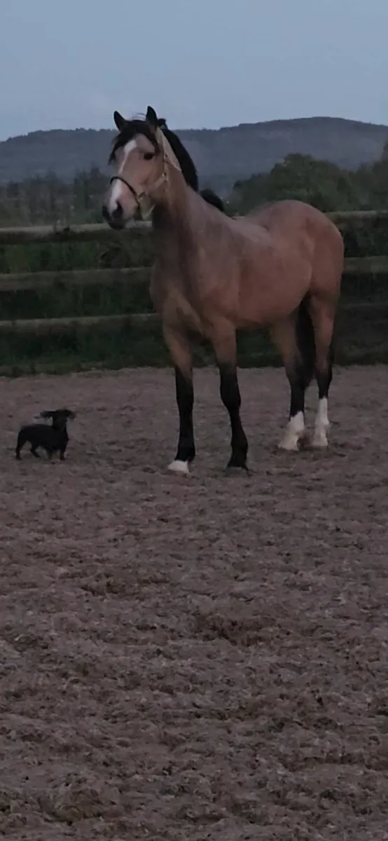 Showjumping pony - Image 3