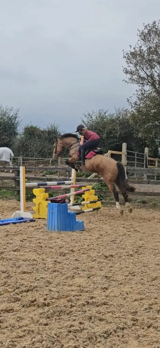 Showjumping pony - Image 4