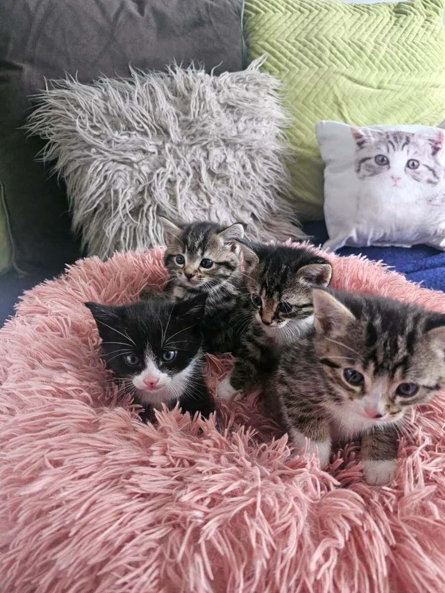Kitties - Image 1