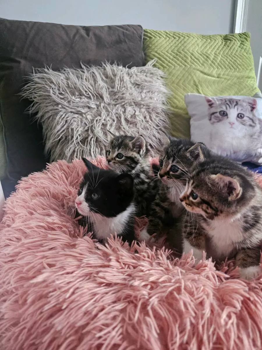 Kitties - Image 2
