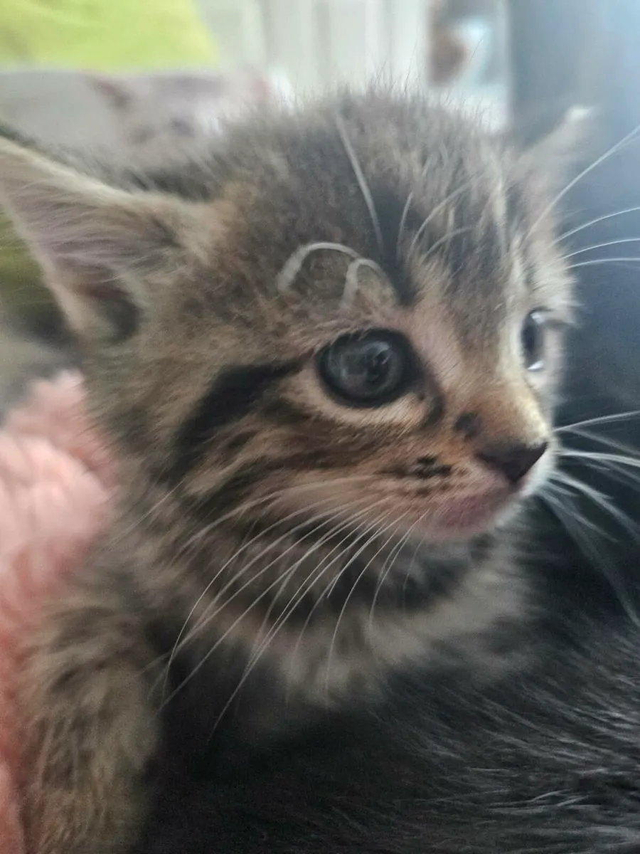 Kitties - Image 3