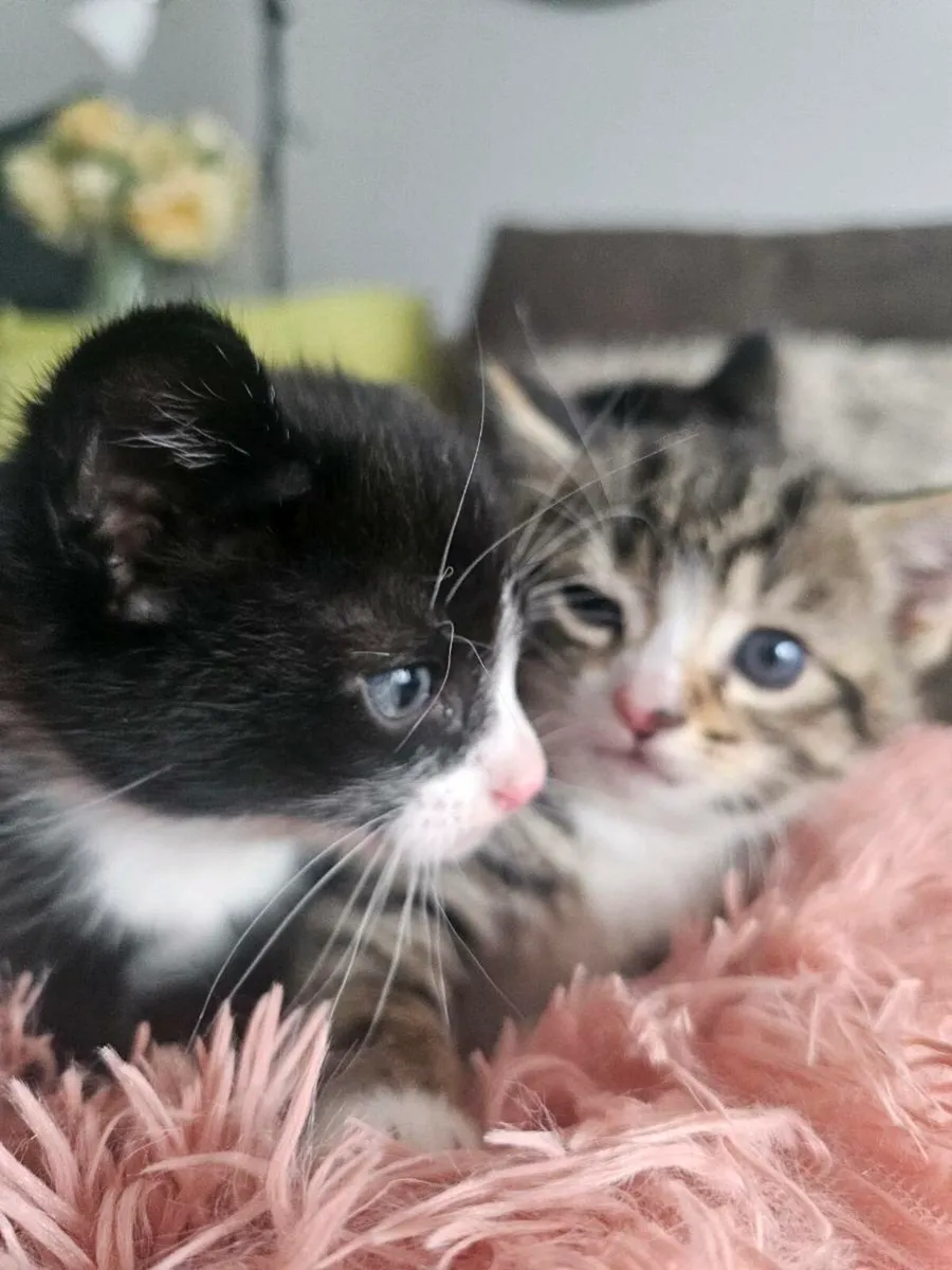 Kitties - Image 4