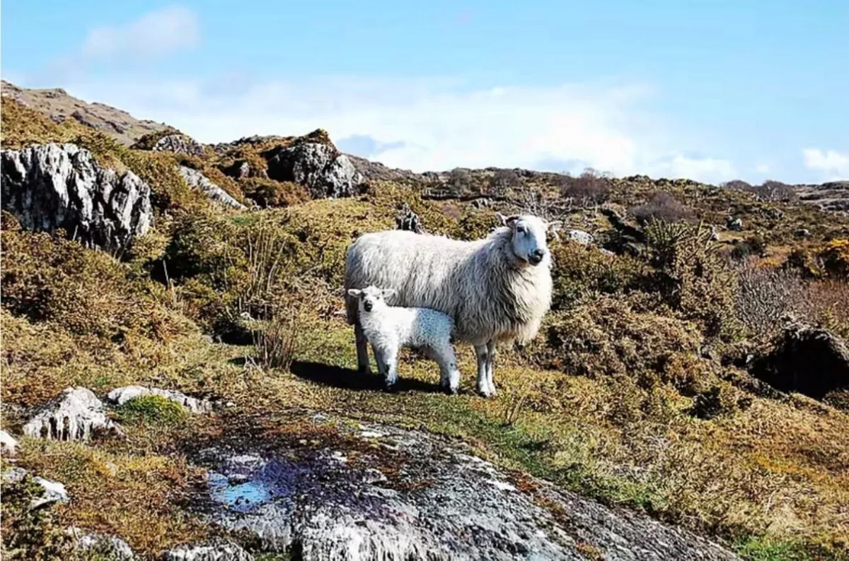 STOLEN SHEEP
