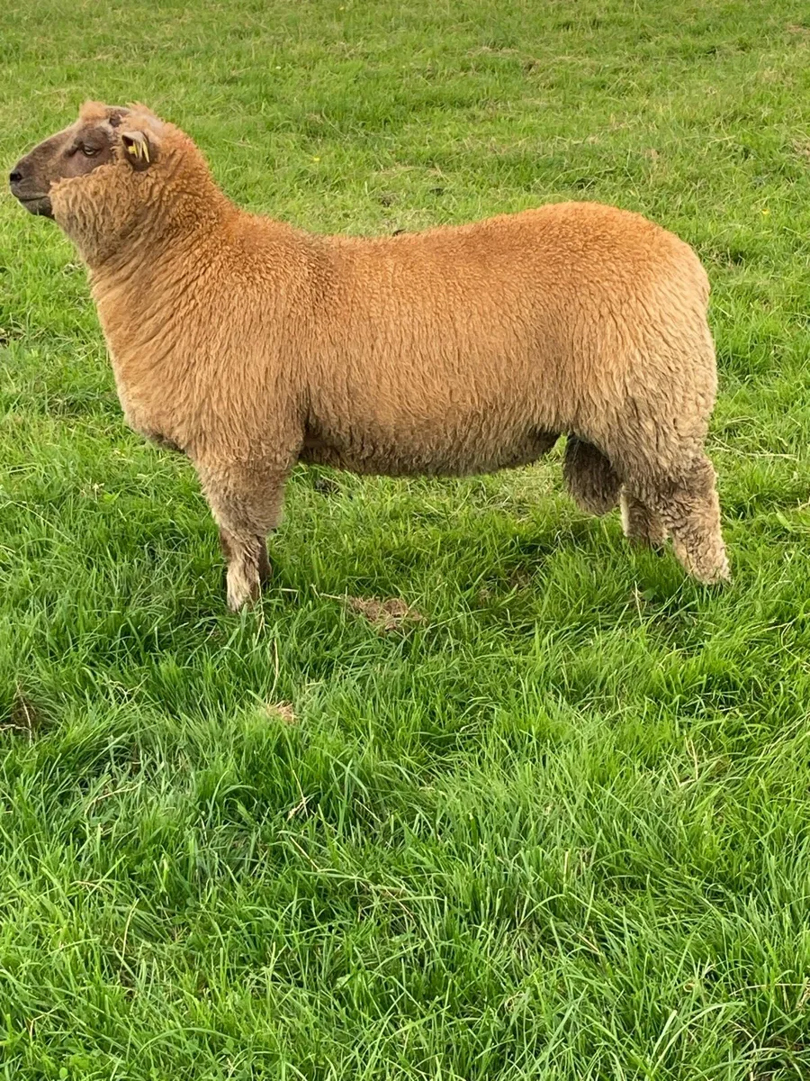 Selection of pedigree registered vendeen ram lambs - Image 4
