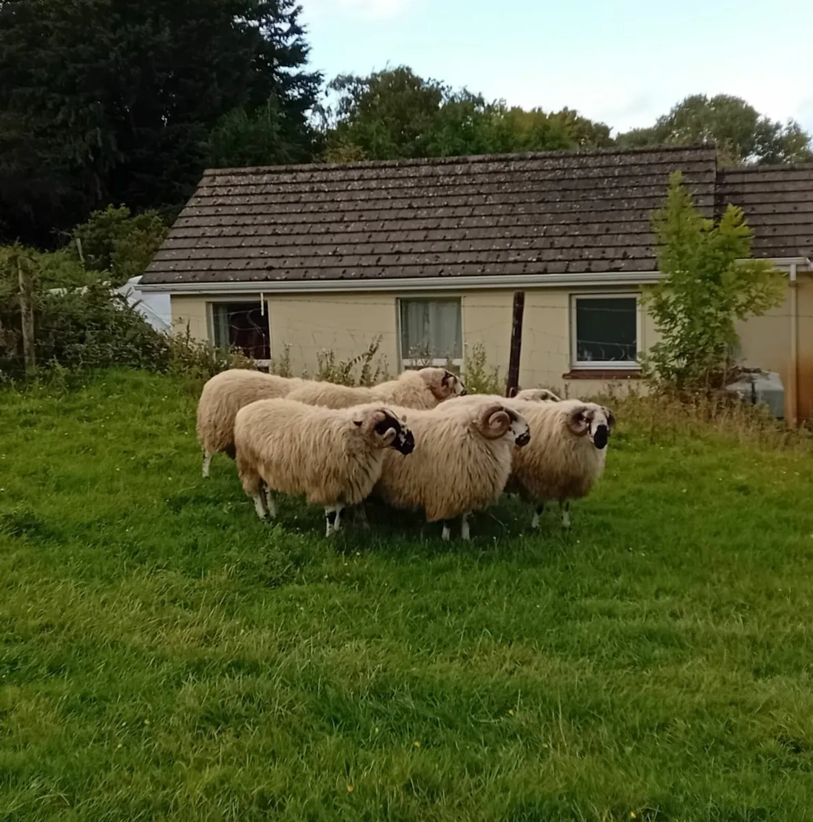 Hogget Rams