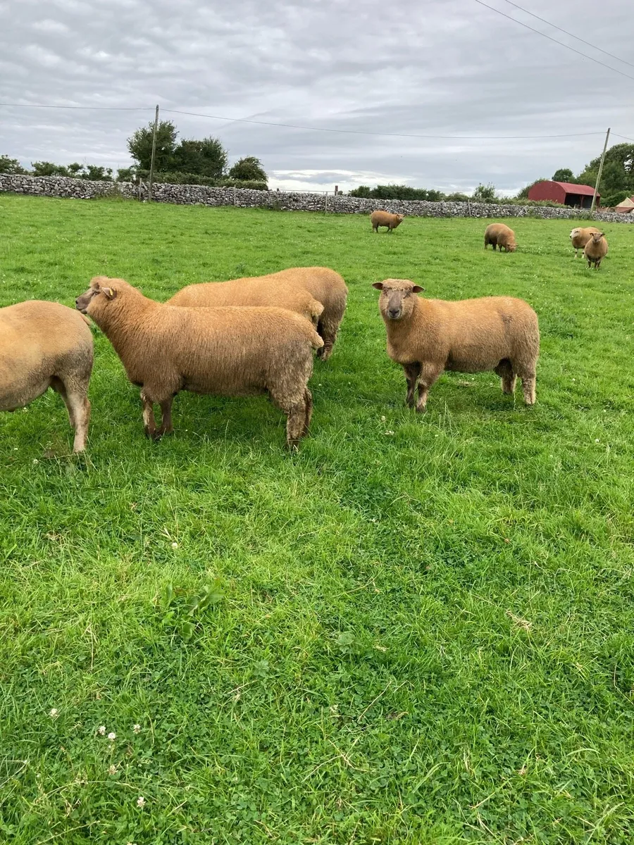 Selection of pedigree registered vendeen ram lambs - Image 3