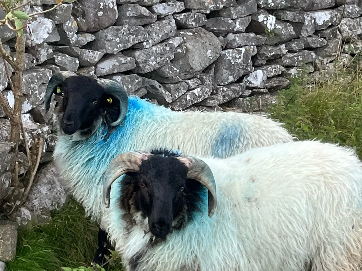 Blackface Mountain Ram Lambs - Image 1