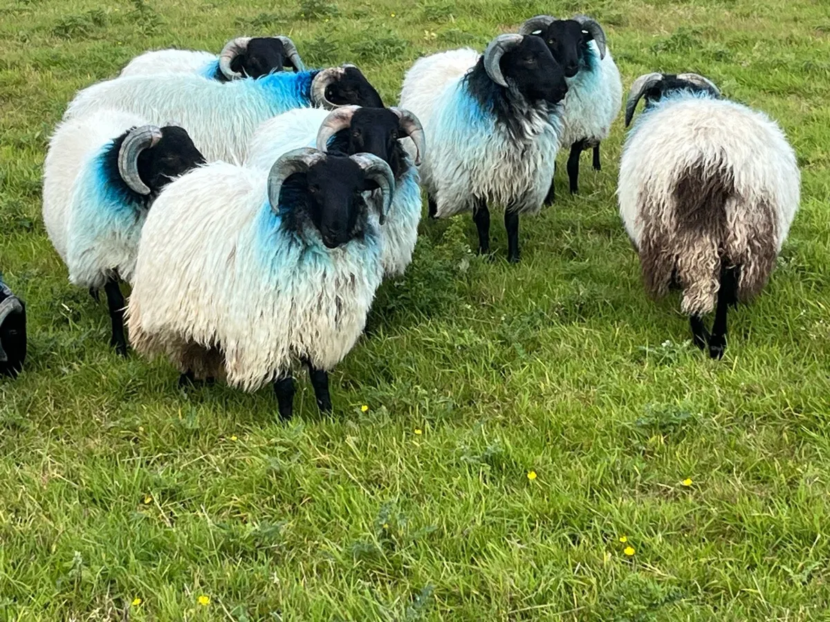 Blackface Mountain Ram Lambs - Image 2