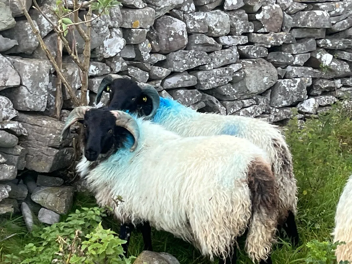 Blackface Mountain Ram Lambs - Image 3